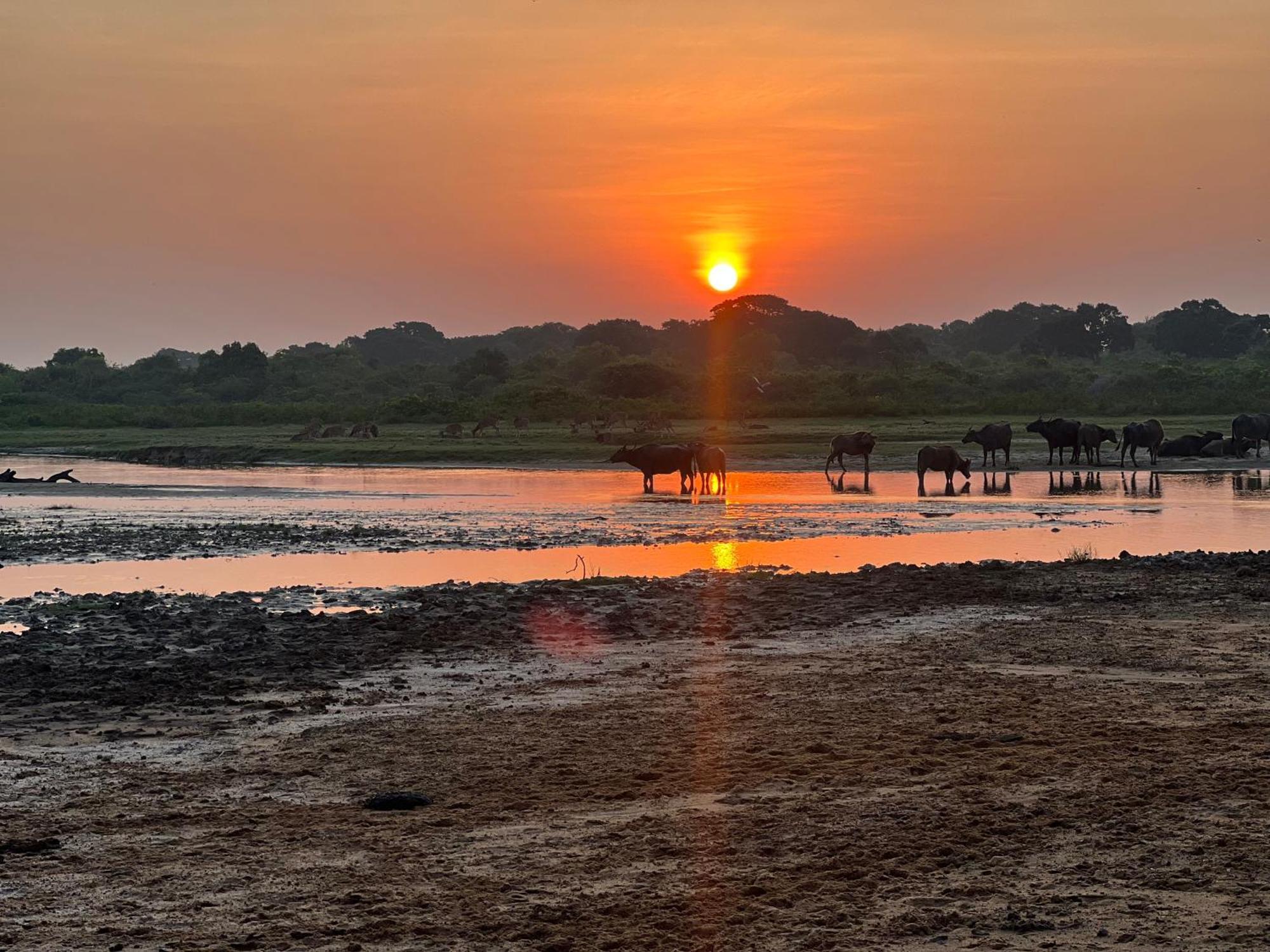 Kingfisher Beach Resort-Yala 基林德 外观 照片